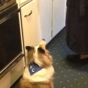 Meet your Posher, Sharon